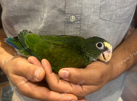 Hand reared baby white caped Pionus