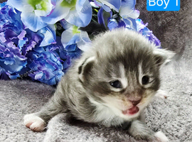 Kittens ready 17/10/26