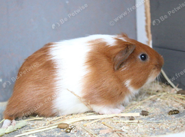 Single 3 week old guinea pig