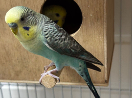 Pair of budgies blackwing and rainbow