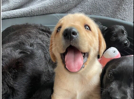 Black and white  kc registered 2 boys 4 Girls