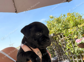 Champion bloodline kc Staffordshire bullterrier puppies
