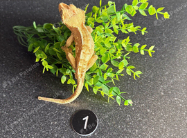 crested geckos