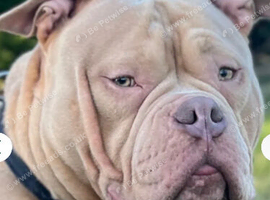 American Pocket bully