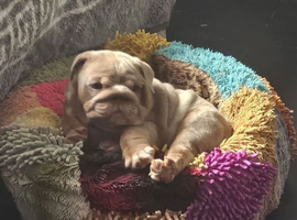 Merle puppys