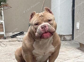 Anerican bully stud