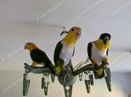 3 female caiques are looking for a loving home
