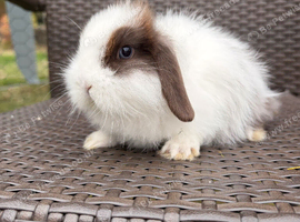 Pure bred Mini lops