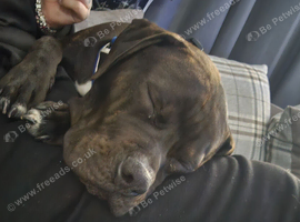 9 month old staffy cross american staff