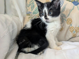 British Blue x kittens, wormed/flead/litter trained &pound;80