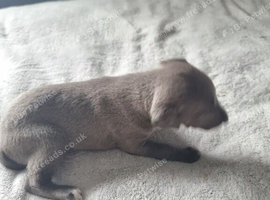 Blue Whippet Puppy's for sale