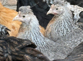 Crested Cream Leg Bar