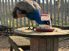 Peacocks