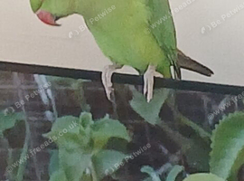 Indian ringneck para