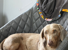 2yo Loki needs a home
