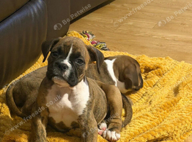 Boxer x old tyme bulldog