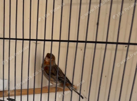 Harley Quinn canaries cocks