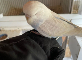 Budgies straight from the nest
