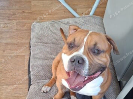 American bulldog male