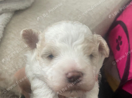 3 gorgeous bichon pups for sale