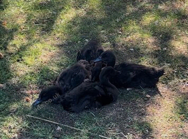 Four beautiful Cayuga ducklings for sale