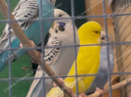 Mixed birds budgies zebras bengalese
