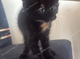 Kitten for sale &pound;50