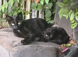 Kitten and mummy cat for sale