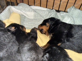 Gorgeous Rottweiler puppies