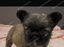 C2 FLUFFY French bulldogs READY NOW