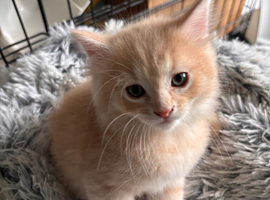 Ginger boy