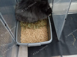 Angora x lionhead
