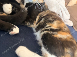 Calico girl about 5 months old