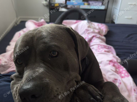 Goofy, loving Cane Corso looking for a new home