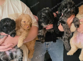 Cockapoo puppies