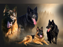 German Shepherd Long Hair  Black Puppies