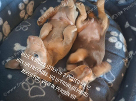 Mini dachshund litter of 2 Boy & Girl 6 weeks old