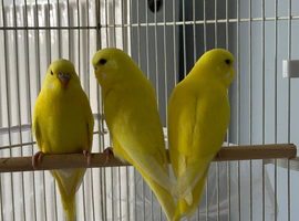 Baby Budgies