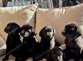 Labrador retriever puppies