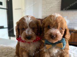 Stunning F1 Cockapoos PRA Clear Pedigree Parents