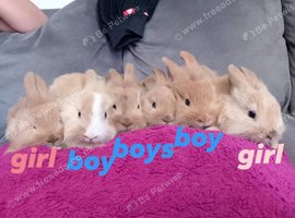 Baby mini lion lops ready 27th July