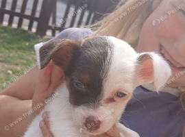 7 week old jack russell