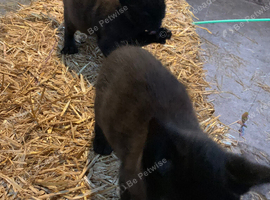 Pair of very loving and well trained farm kittens