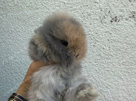 Lionhead mix with lop