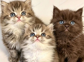 Cute Persian babies