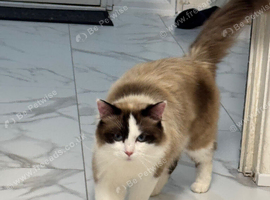 Persian cat