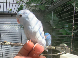 Young Celestial Parrotlets &ndash; 5 Weeks Old (Handled Daily & Great Potential)