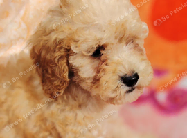 1 beautiful girl left Miniature cockapoo puppies