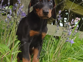 Exceptional Dobermann Boys - KC Registered & Health Tested ️