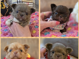 Xx stunning chihuahua longcoat puppies Xx